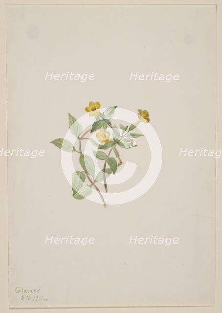 Musk-Flower (Mimulus moschatus), 1911. Creator: Mary Vaux Walcott.