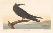 Noddy Tern, 1835. Creator: Robert Havell.