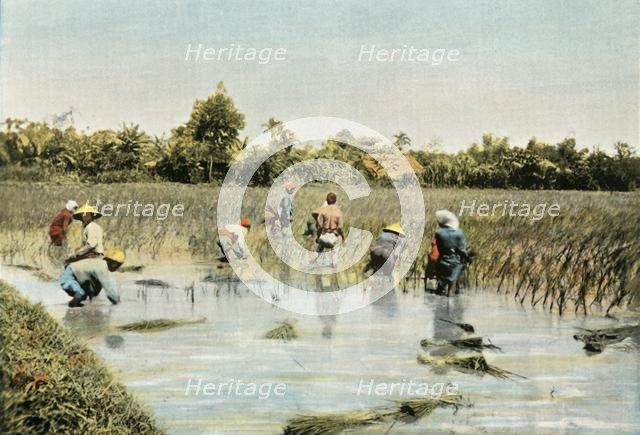 'Recolte Du Riz', (Harvesting Rice), 1900. Creator: Unknown.