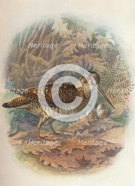 'Woodcock - Scol'opax rustic'ula', c1910, (1910). Artist: George James Rankin.