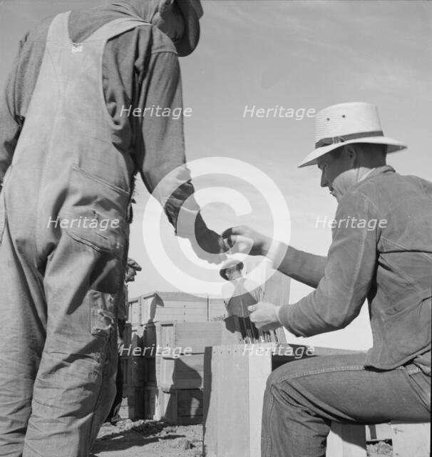 Paymaster on edge of pea fields..., near Calipatria, Imperial Valley, California, 1939. Creator: Dorothea Lange.