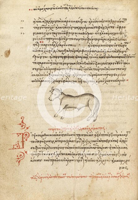 An Ox, 1510-1520. Creator: Unknown.