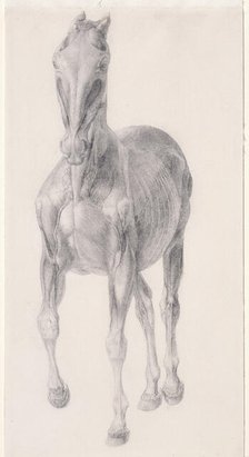 Finished study for 'The Seventh Anatomical Table of the Muscles ... of the Horse', 1756. Creator: George Stubbs.