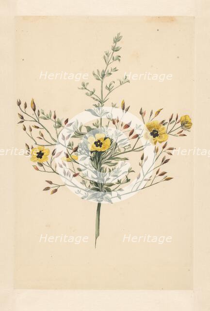 Sky rose, 1668-1729. Creator: Vincent Laurentz van der Vinne I.