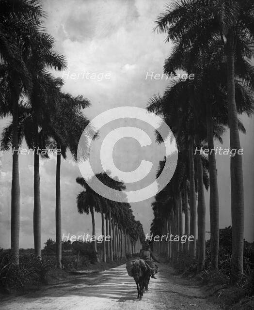 Avenue of Palms, Havana, c1903. Creator: Unknown.