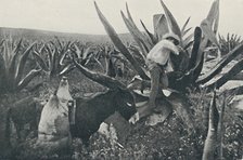 'Collecting Honey-Water from a Maguey', 1916. Artist: Unknown.