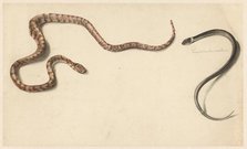 Two tropical snakes, 1824-1900. Creator: Albertus Steenbergen.