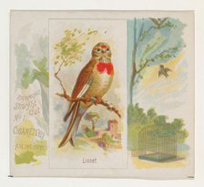 Linnet, from the Song Birds of the World series (N42) for Allen & Ginter Cigarettes, 1890. Creator: Allen & Ginter.