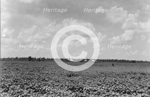 The Delta landscape is dotted with cotton cabins..., Washington County, Mississippi, 1937. Creator: Dorothea Lange.