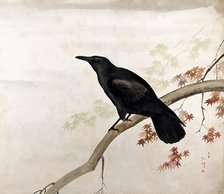 A black bird, sitting on a branch, 1800-1899. Creator: Unknown.
