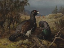 Capercaillie Cocks, 1876. Creator: Ferdinand von Wright.