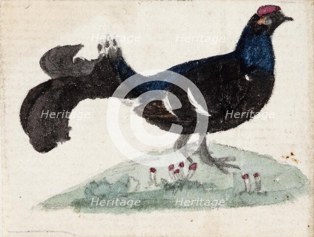 Male Black Grouse, 1831. Creator: Ferdinand von Wright.