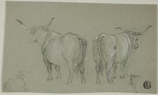Sketches of White Cattle from the Maremma, n.d. Creator: Unknown.