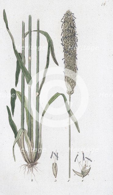 Meadow Foxtail (Alopecurus pratensis), 1804-1811. Artist: Johan Wilhelm Palmstruch