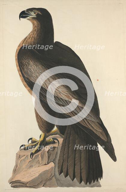 The Bird of Washington or Great American Sea Eagle, 1827. Creator: Robert Havell.