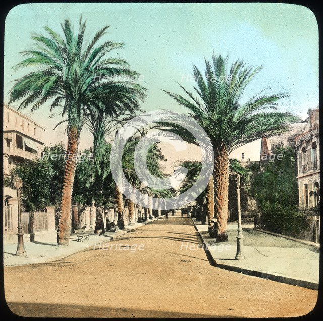 Avenue of Palms, Hyeres, France, late 19th or early 20th century. Artist: Unknown
