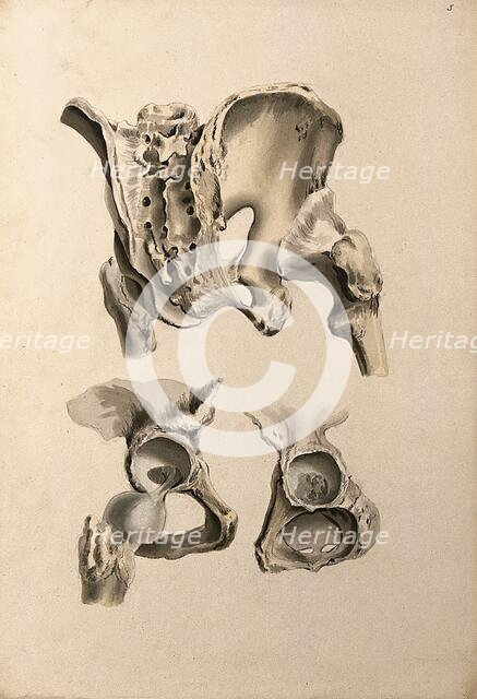 Ligaments of hip-bone and femur (thigh-bone), 1830-1835. Creator: Unknown.