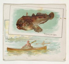Toadfish, from Fish from American Waters series (N39) for Allen & Ginter Cigarettes, 1889. Creator: Allen & Ginter.