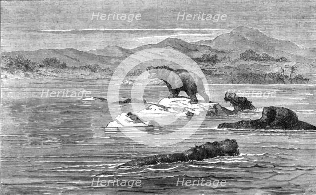 'The Haunt of the Sea-Cow; Life in a South African Colony', 1875. Creator: Unknown.