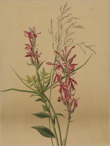 Cardinal Flower (Lobelia cardinalis), 1878. Creator: Mary Vaux Walcott.