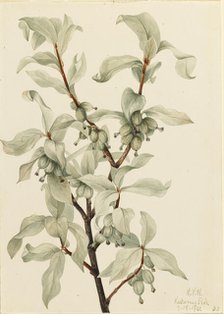 Silverberry (Elaeagnus commutata), 1922. Creator: Mary Vaux Walcott.