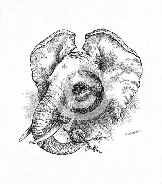 'African Elephant', c1900. Artist: Helena J. Maguire.