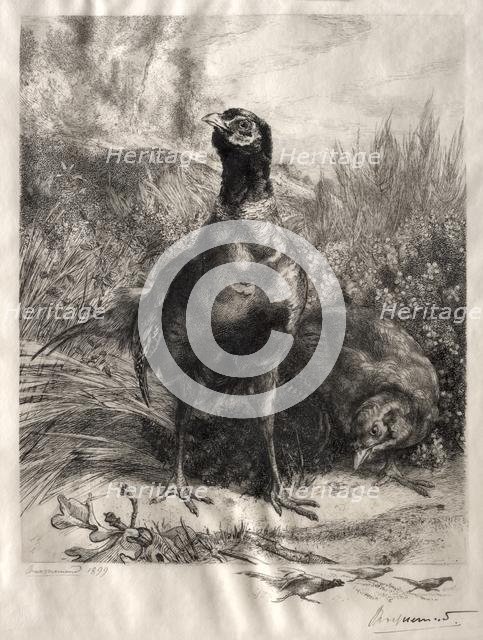 The Pheasants, 1899. Creator: Félix Bracquemond (French, 1833-1914).