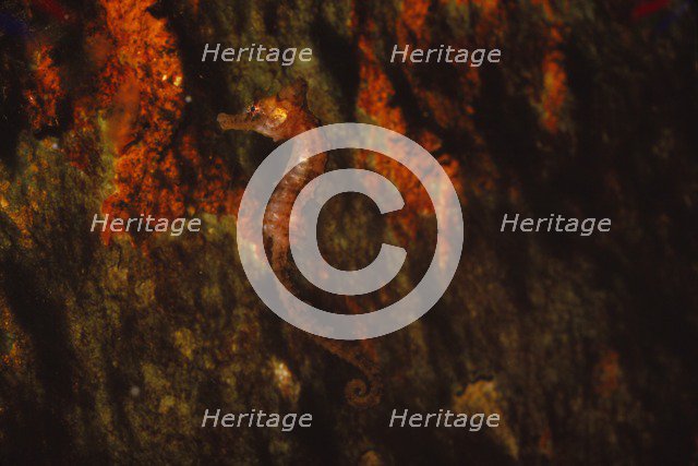 Long-snouted seahorse, (Hippocampus Guttulatus), 20th century. Artist: CM Dixon.