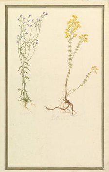 Botanical Studies, ca. 1820. Creator: Anon.