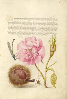 Damselfly, French Rose, Spanish Chestnut, and Spider, 1561-1562; illumination added 1591-1596. Creator: Joris Hoefnagel.