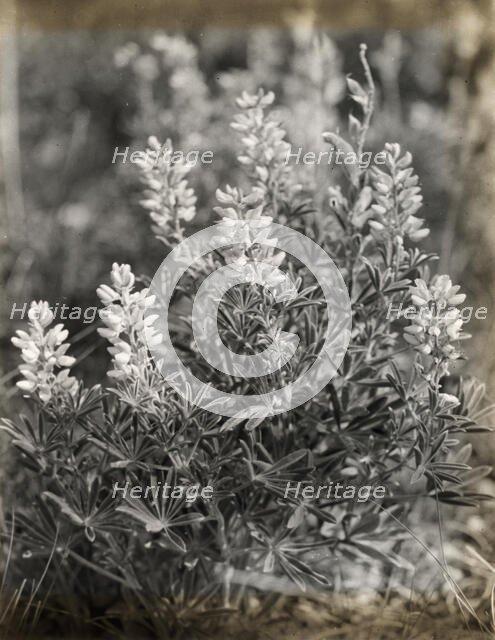 Lupin (lupinus), between 1915 and 1935. Creator: Frances Benjamin Johnston.