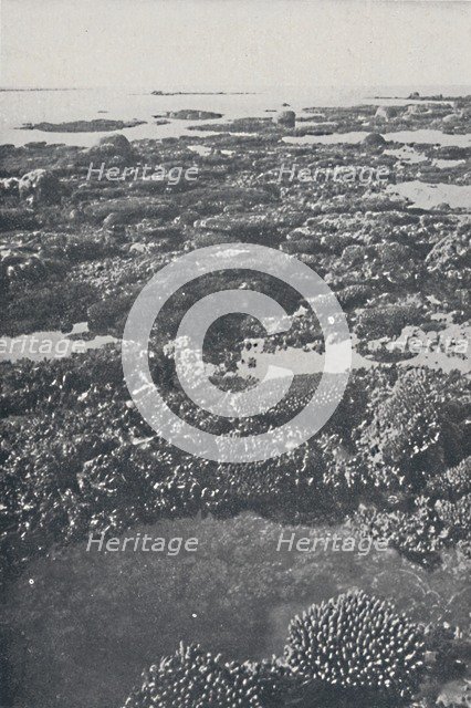 'Great Barrier Reef', 1924. Artist: Unknown.