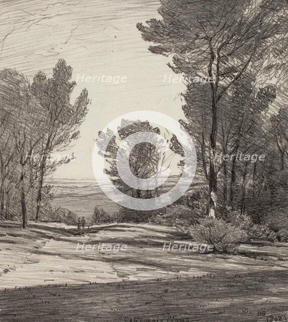 California Pines, 1919. Creator: Bolton Coit Brown.