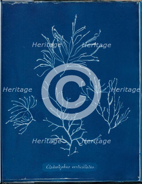 Cladostephus verticellatus, 1843 or 1844. Creator: Anna Atkins.