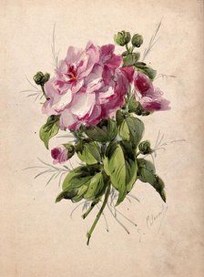 Pink camellia (Camellia species): flower and leaves, c19th century. Creator: G Calmard.