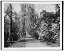 Walk along the lake, Magnolia-on-the-Ashley, Magnolia Gardens, Charleston, S.C., c1910-1920. Creator: Unknown.