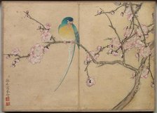 Desk Album: Flower and Bird Paintings (Bird with Plum Blossoms), 18th Century. Creator: Zhang Ruoai (Chinese).