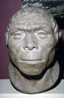 Peking Man, Reconstruction of Head from fossil evidence, c20th century.  Artist: Unknown.