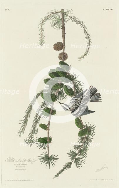 Black and White Creeper, 1830. Creator: Robert Havell.