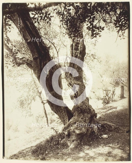 Olivier, Nice (Olive Tree, Nice), c. 1900. Creator: Eugene Atget.