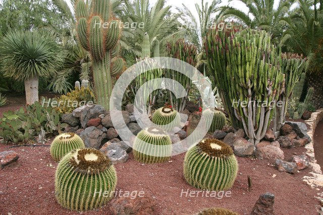 Cactus Garden, Fuerteventura, Canary Islands.