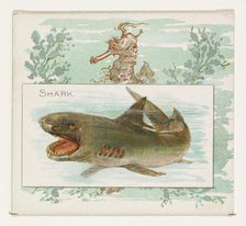 Shark, from Fish from American Waters series (N39) for Allen & Ginter Cigarettes, 1889. Creator: Allen & Ginter.