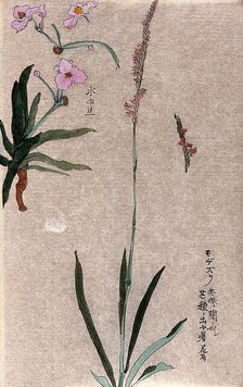 Two plants: herbaceous stems with pink flowers. Creator: Unknown.