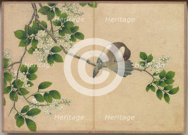 Desk Album: Flower and Bird Paintings (Preening Bird), 18th Century. Creator: Zhang Ruoai (Chinese).