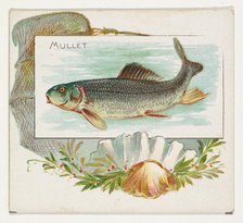 Mullet, from Fish from American Waters series (N39) for Allen & Ginter Cigarettes, 1889. Creator: Allen & Ginter.