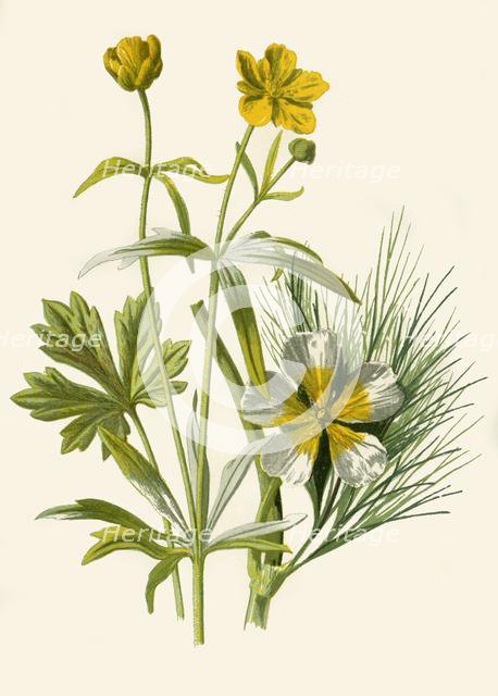 'Goldilocks. Water Ranunculus', 1877. Creator: Frederick Edward Hulme.