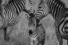 Zebra Family. Creator: Viet Chu.