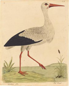 The Stork (Ciconia Alba), published 1731/1738. Creator: Eleazar Albin.