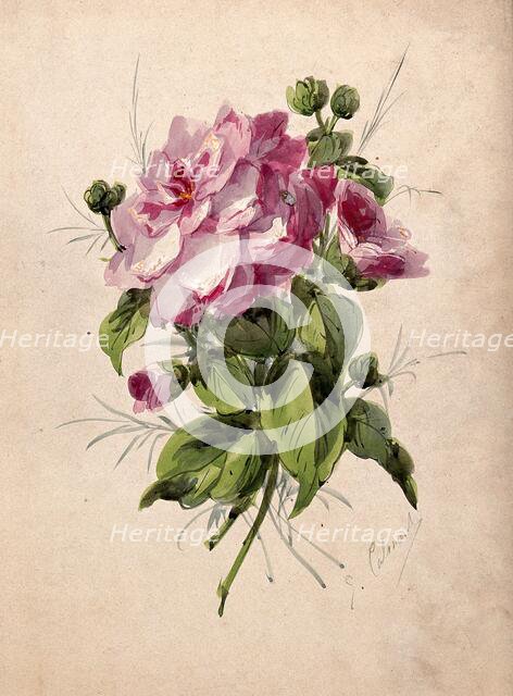 Pink camellia (Camellia species): flower and leaves, c19th century. Creator: G Calmard.