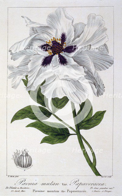 Peaeonia Suffruticosa,  pub. 1836. Creator: Panacre Bessa (1772-1846).